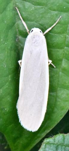 Eilema lurideola